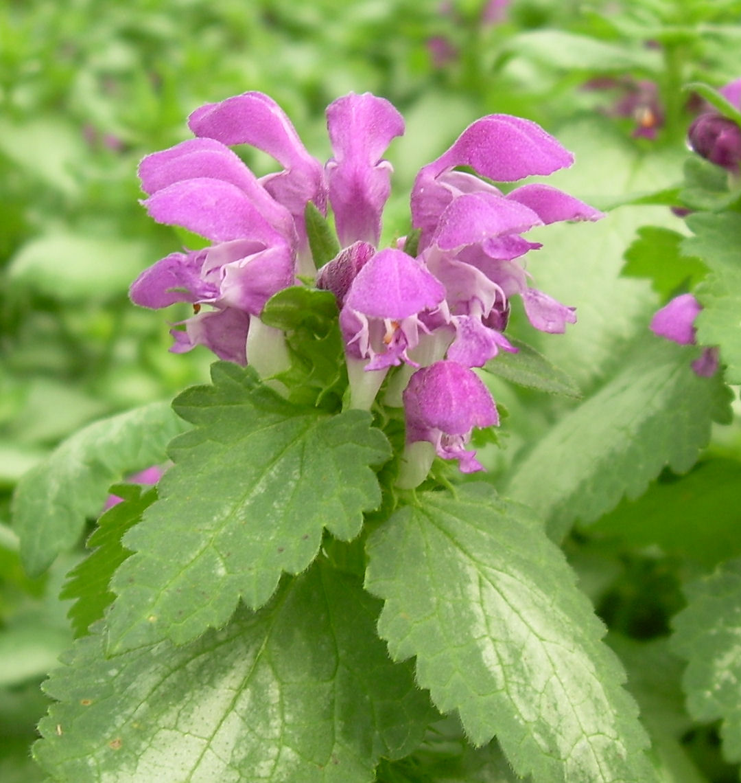 Purple Dragon Dead Nettle | Natorps Online Plant Store